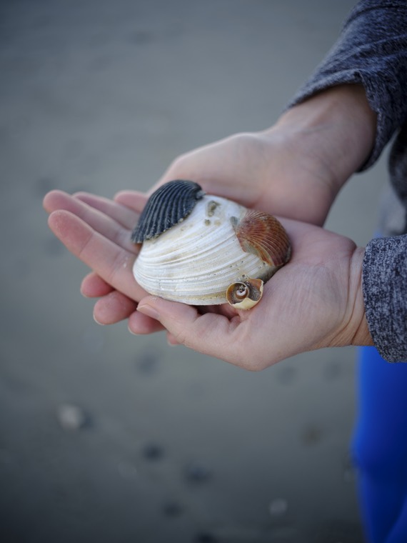 Two cupped hands holding a dark scallop shell, a big white clam shell, an orange ridged cockle shell and a small spiral shell.